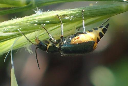 Réf. 208 702 : Clanoptilus elegans